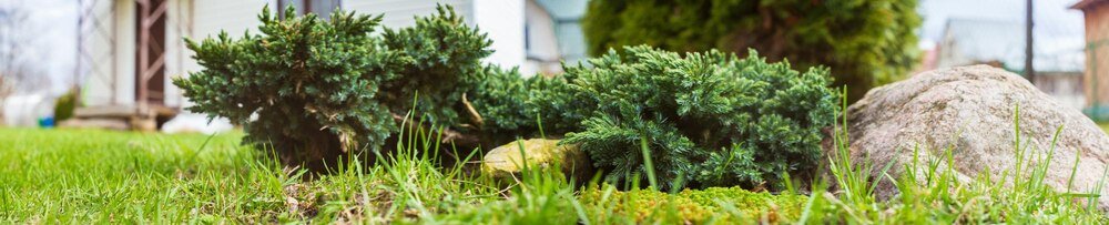 Najpiękniejsze iglaki miniaturowe do małego ogrodu – gatunki, kształty i kolory